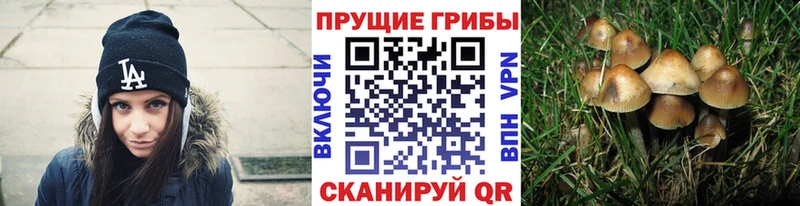 Псилоцибиновые грибы Psilocybine cubensis Горячеводский